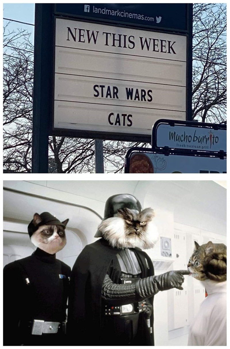 person-landmarkcinemascom-y-new-this-week-star-wars-cats-mucho-burlio-irech-nexican-grill.jpg