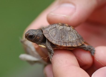 Pet-Turtles-that-Stay-Small.jpg