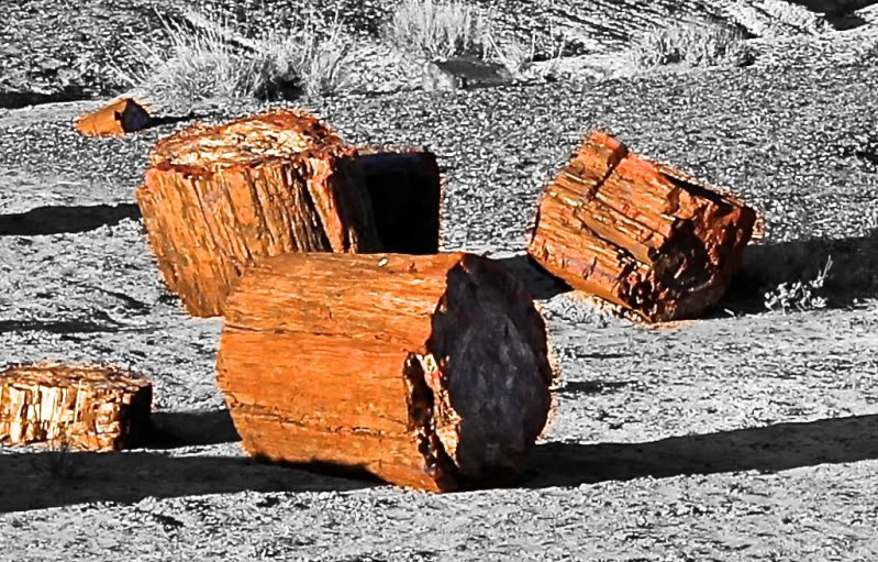 Petrifiedwood-2-1_88676c6b00c65b257a015741d7c745b4d8f4ab2c.jpg