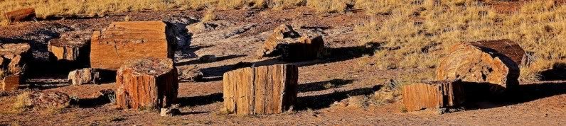 Petrifiedwood_aec3d01072c3a7842bbdcc1bdfbbb842a513ee81.jpg