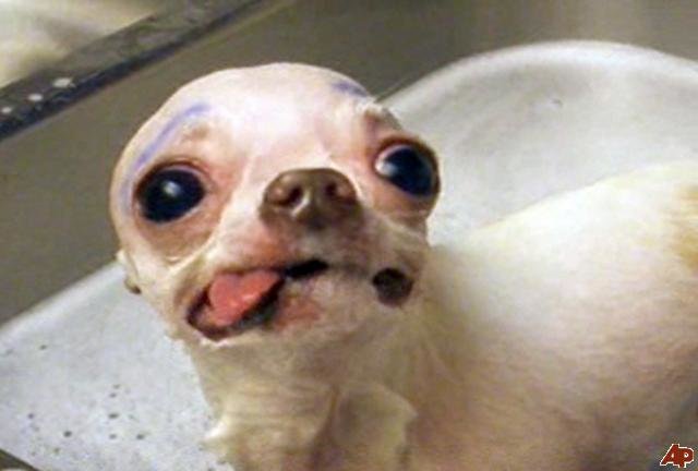 pets-dogs-are-funny-2009-10-30-15-13-3.jpg