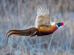 pheasant.jpg