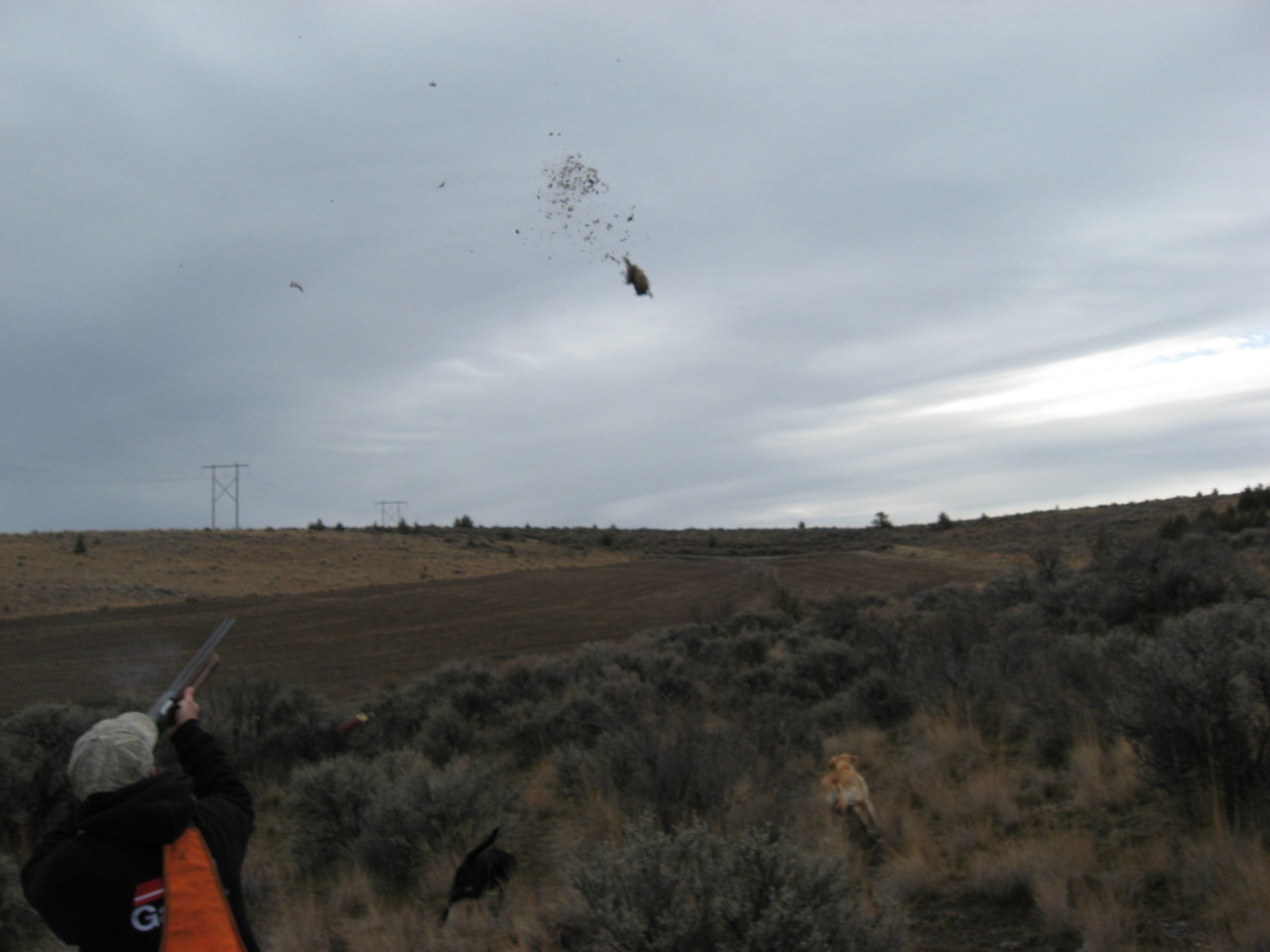 pheasant.jpg