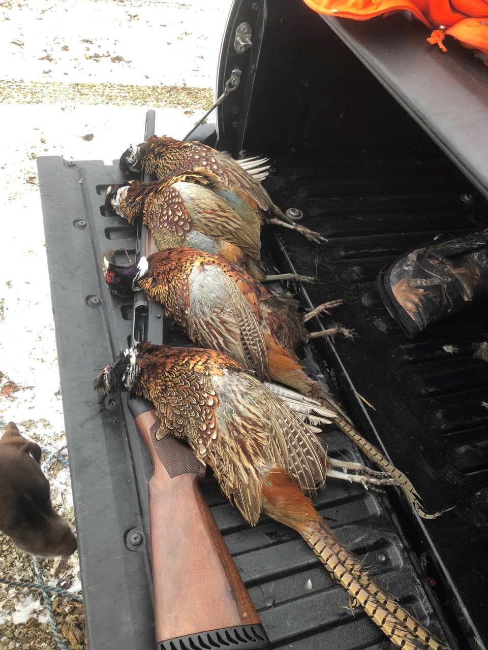 pheasants.jpg