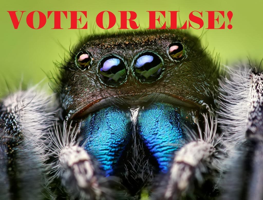 Phidippus_audax_male_zpsca8a759b_bdd79ca06d611754cab7f27127f2da224693572e.jpg