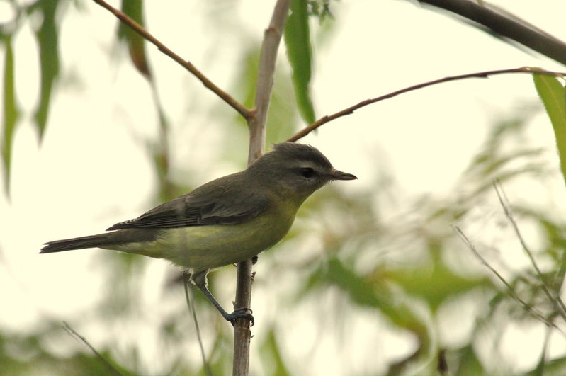 philidelphia vireo.jpg