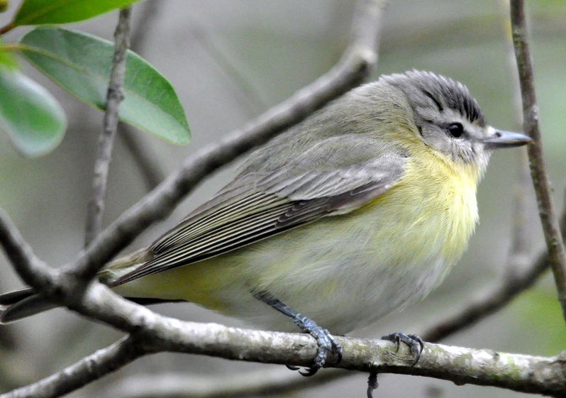 Phillidelphia Vireo.jpg