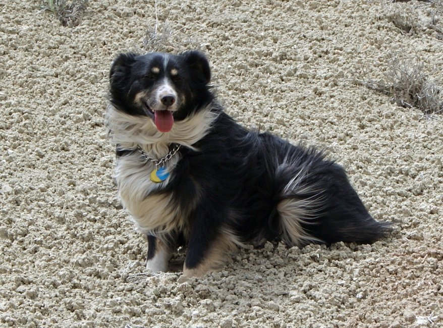 Phoebe 1.jpg