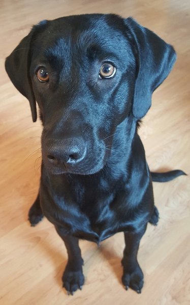 Phoebe_1.jpg