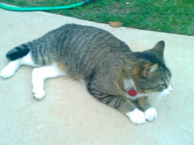 phonepics425008_48a81e43636b6e6b0fccae239dd08b82e83959cb.jpg