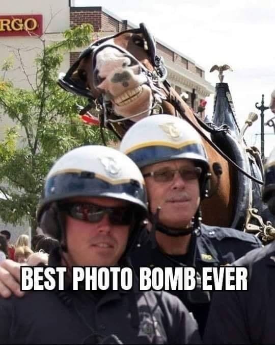 photo-bomb-horse.jpg