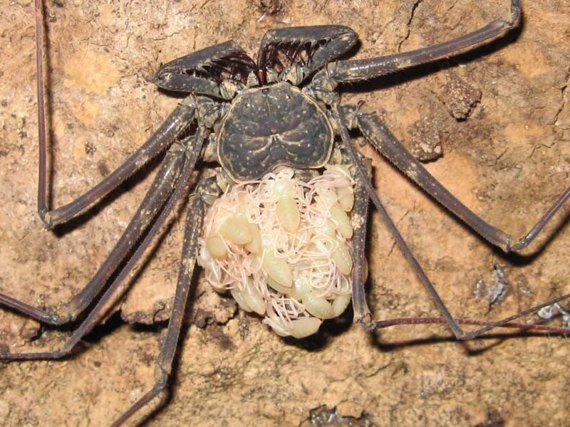 Phrynuslongipes007_zps5714ad3e_17063740e98de6d81d5d62f38fa33efd14f1d09c.jpg