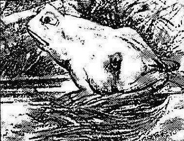 Pic_Illusion_FrogHorse.jpg