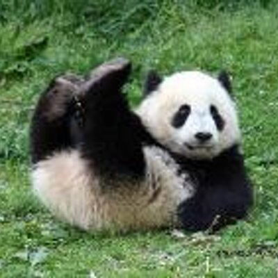 Pic_Panda_400x400.jpg