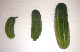 pickle.jpg