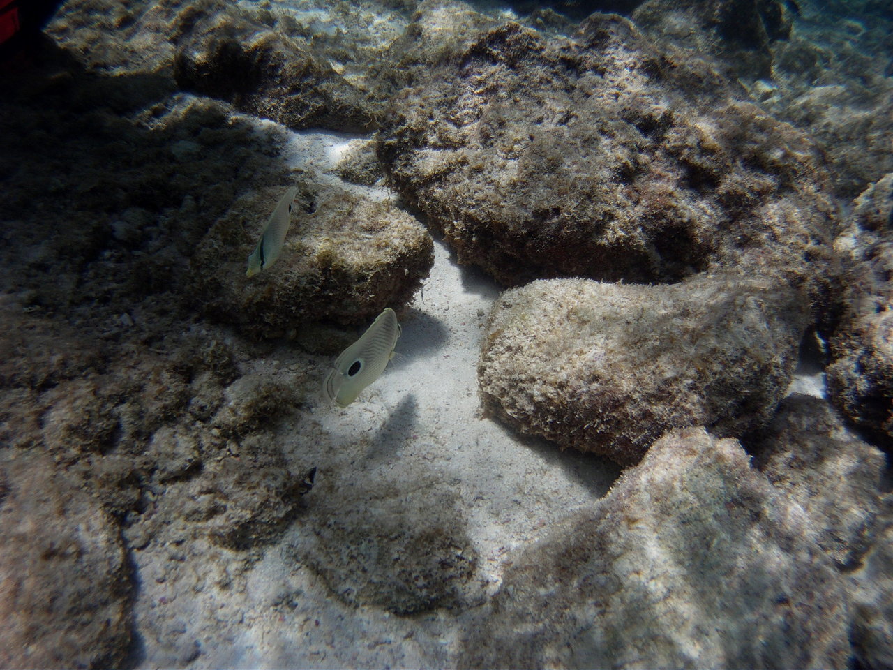 PICT0299.jpg