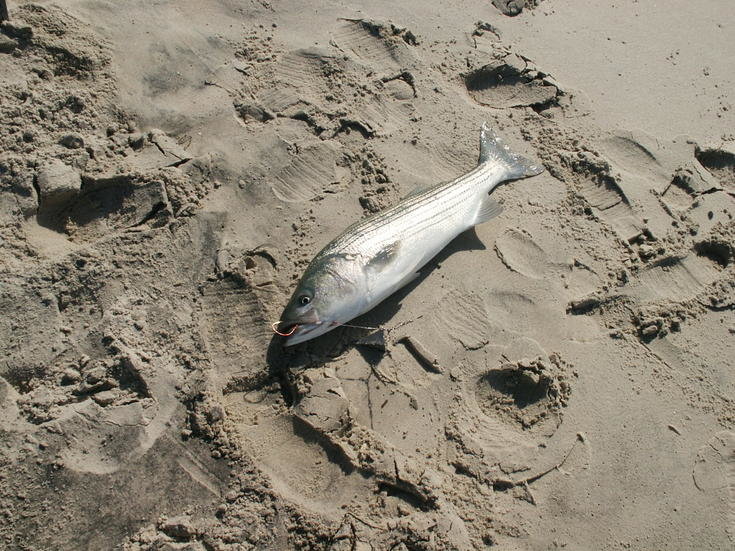 PICT1765.jpg