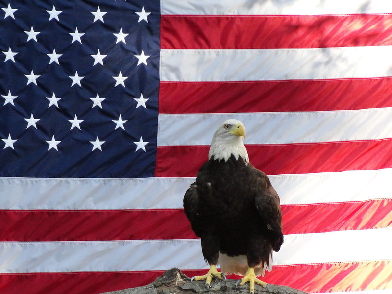 Pictures-of-American-Flag-with-an-Eagle-7.jpg