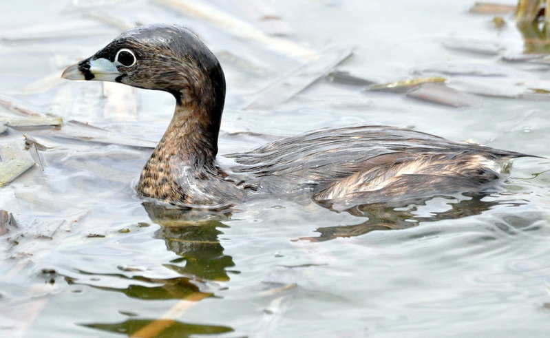 Pie-billed Grebe.jpg