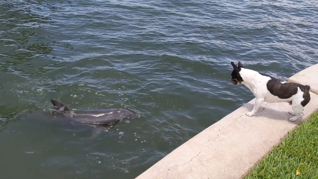 Pig and Dolphin 3.jpg