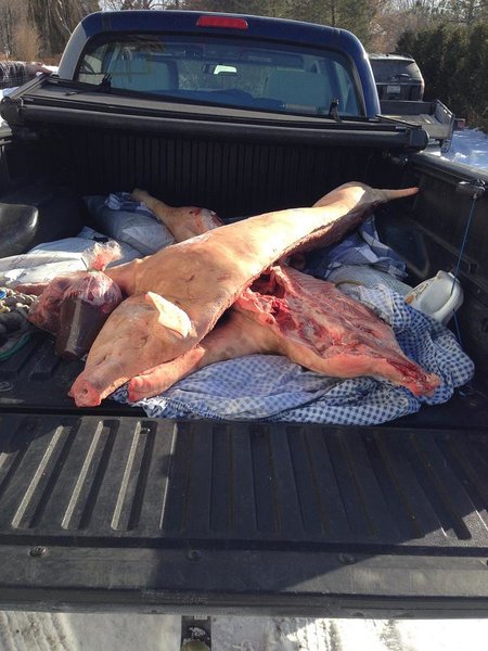 pig in truck.jpg
