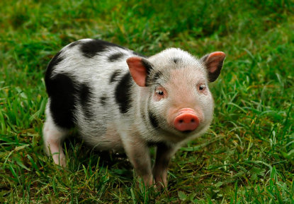 pig.jpg