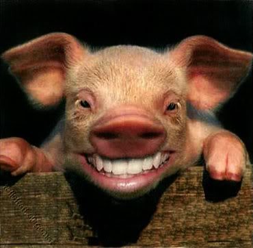 pig_smiling_708511fb178f62c15d632a7ab6a06d07fd42dd01.jpg