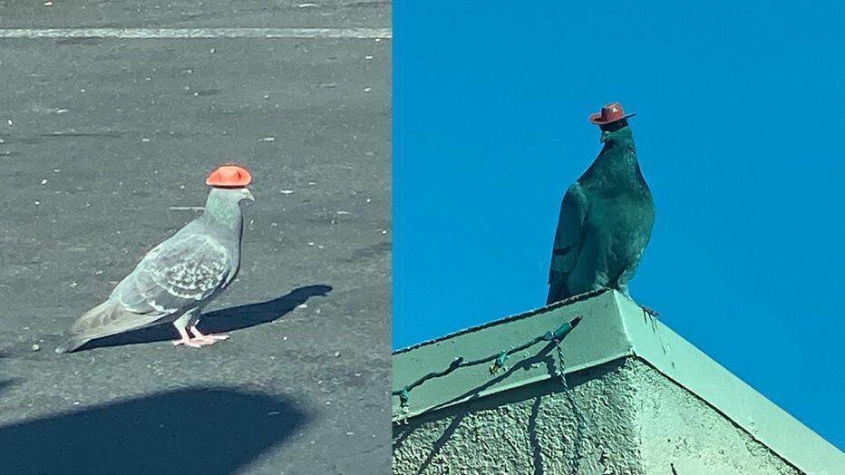 Pigeons_jpg-1190113.jpg