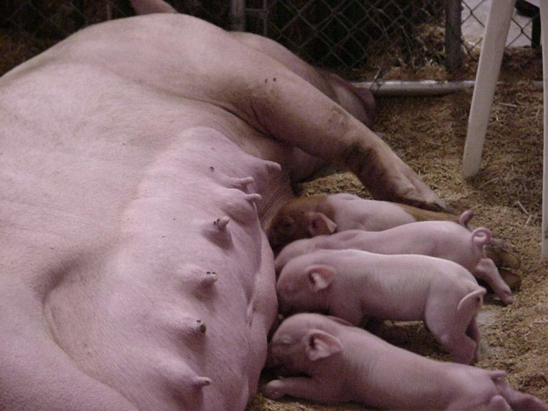 Piglets1.jpg