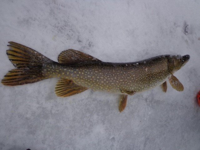 pike1.jpg