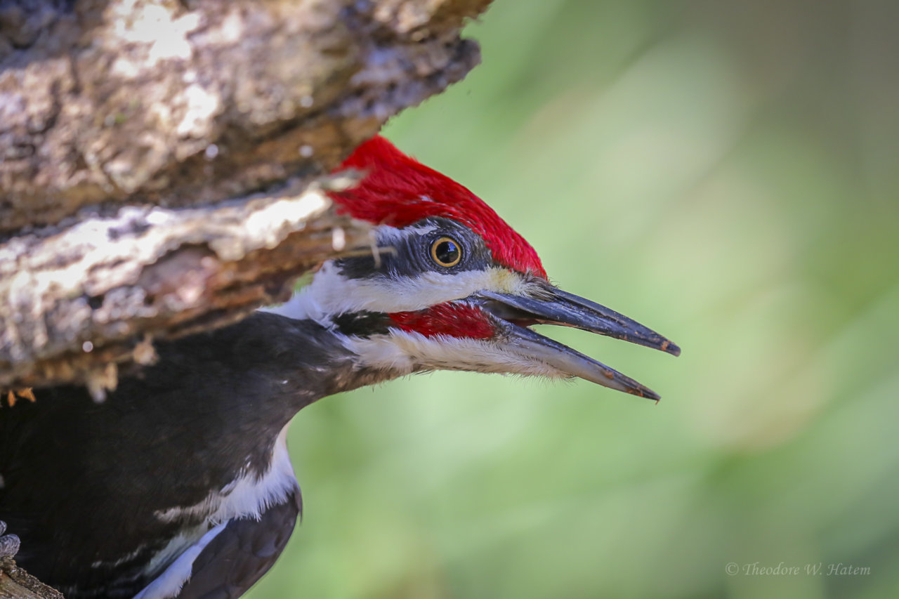 Pileated.Plant City.jpg