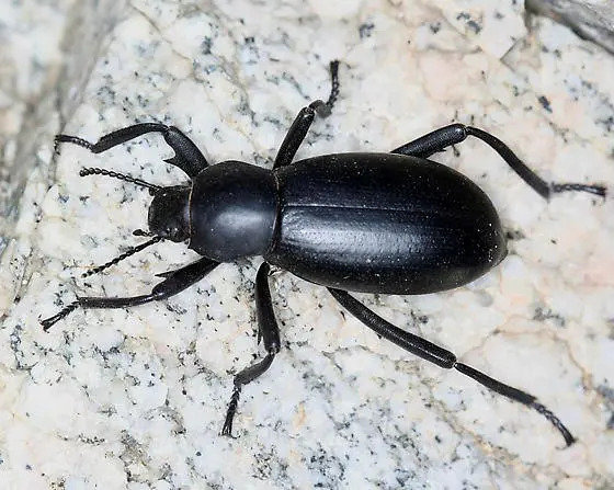 Pinacate-Beetle_.jpg.jpg