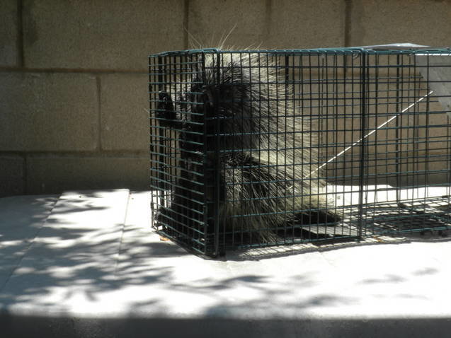 pine4.jpg