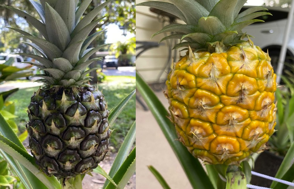 pineapple.jpg
