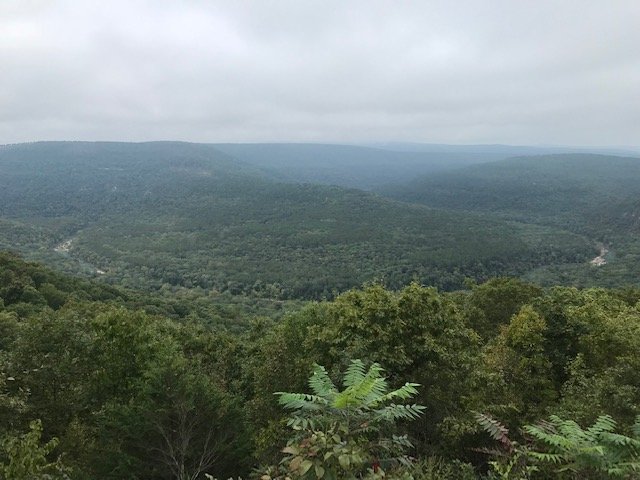 Piney3973.jpg