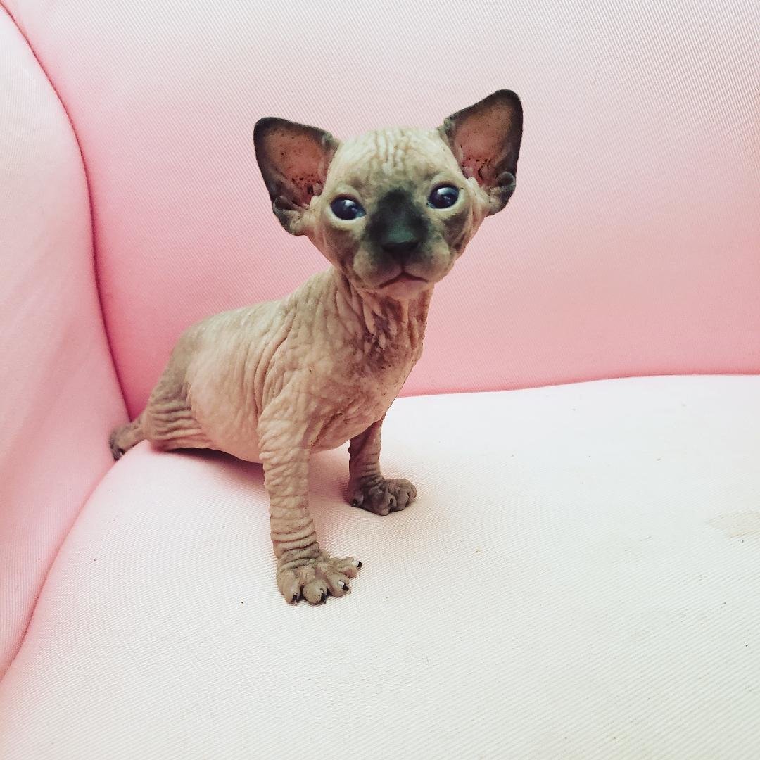 pink kitten1.jpg