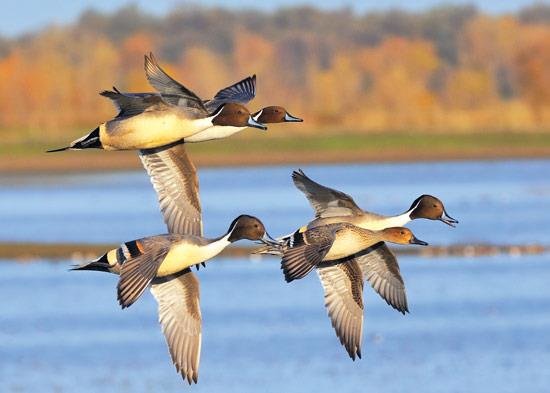 pintail_939a7bebb622c28001e47ccbddcd82b7879e6fba.jpg