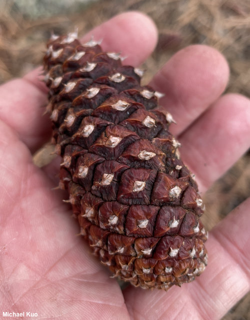 pinus_ponderosa_03.jpg