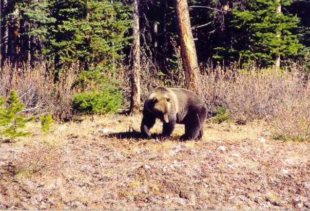PiperCreekBear1_zpsc07d86ba_a3db46391249a32ea64384748cea46ec8266ec78.jpg