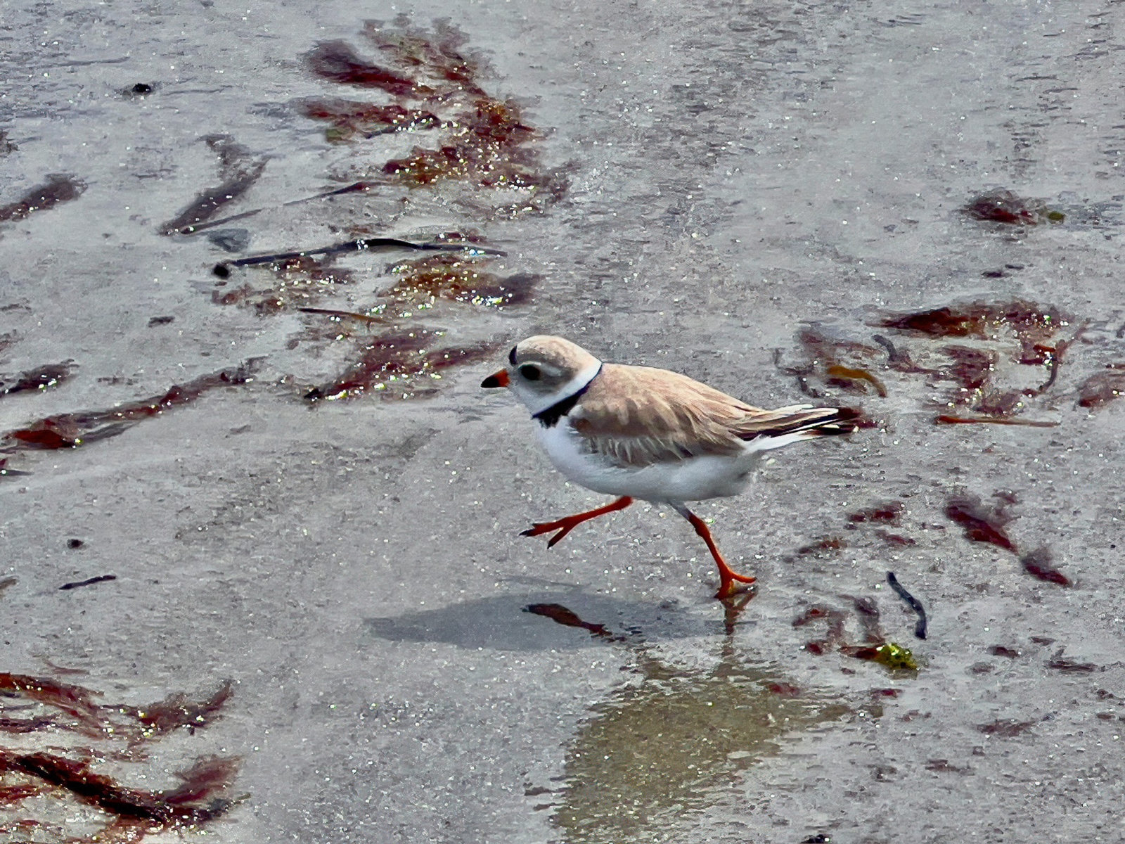 Piping Plover Roger Wheeler.jpg