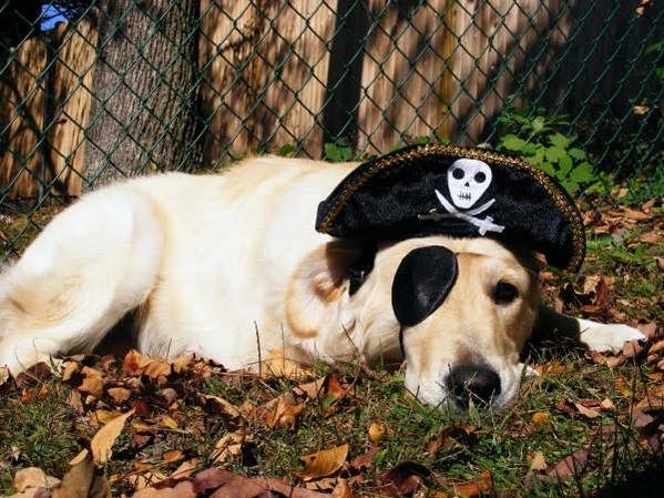 Pirate Sam.jpg
