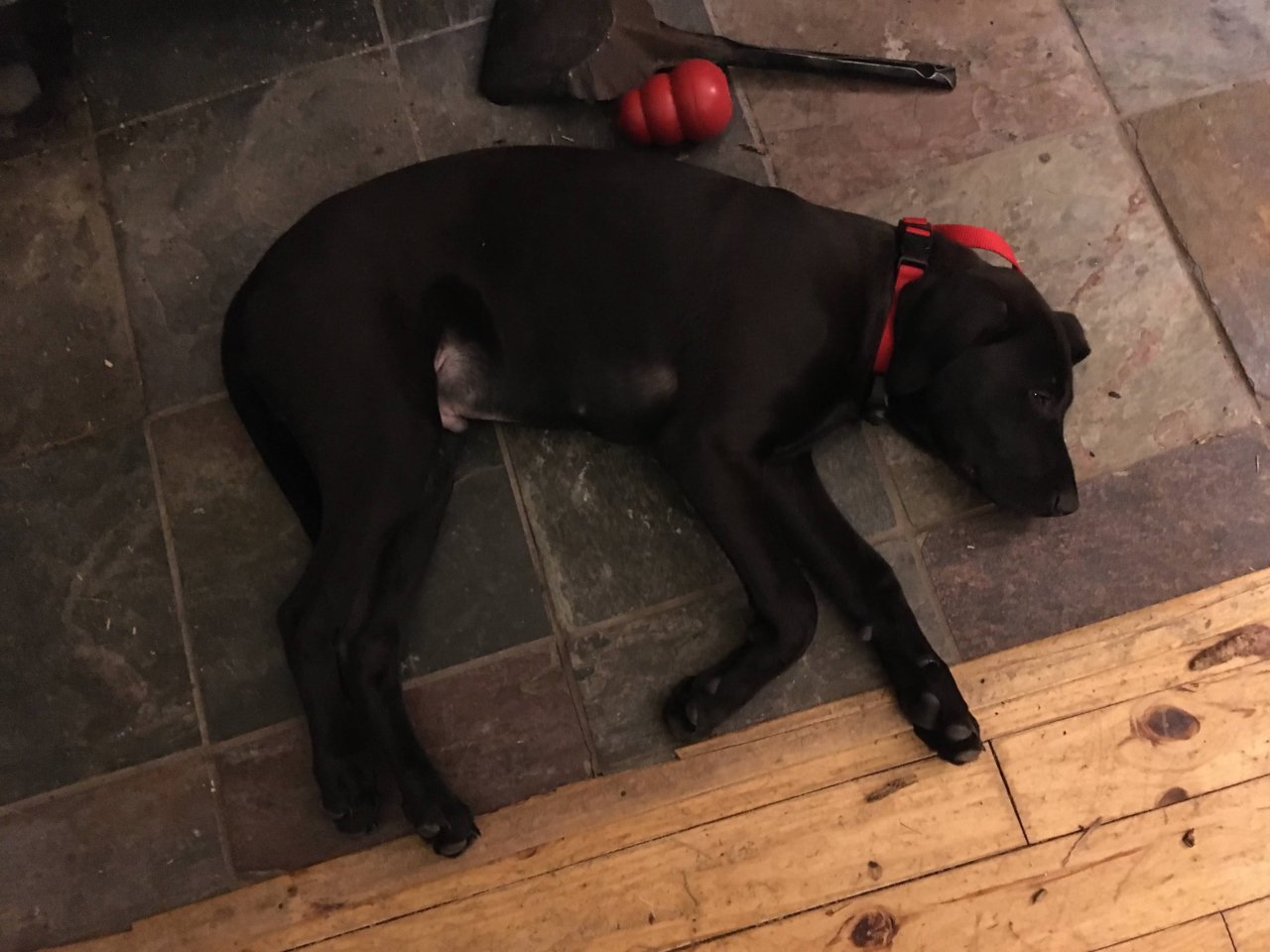Piyo pup.jpg