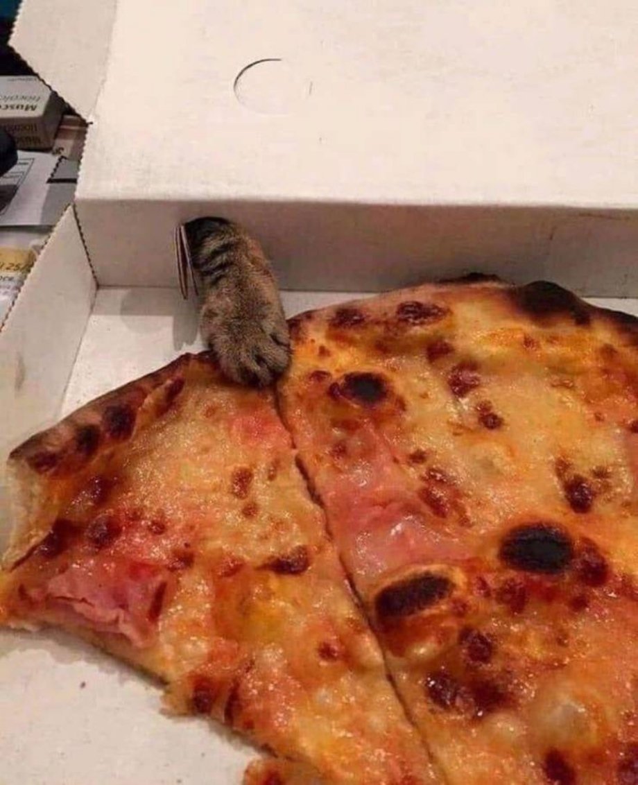 pizza-cat.jpg