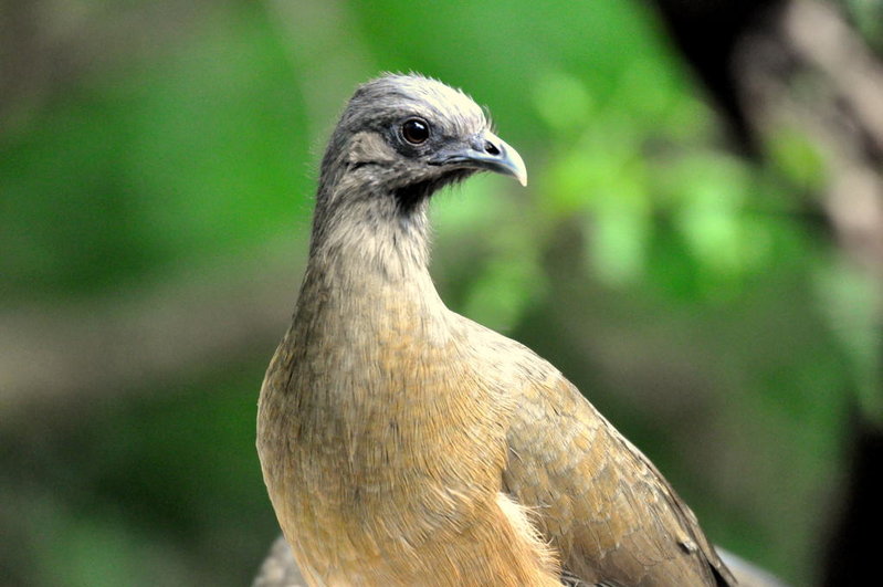 Plains Chachalaca.jpg