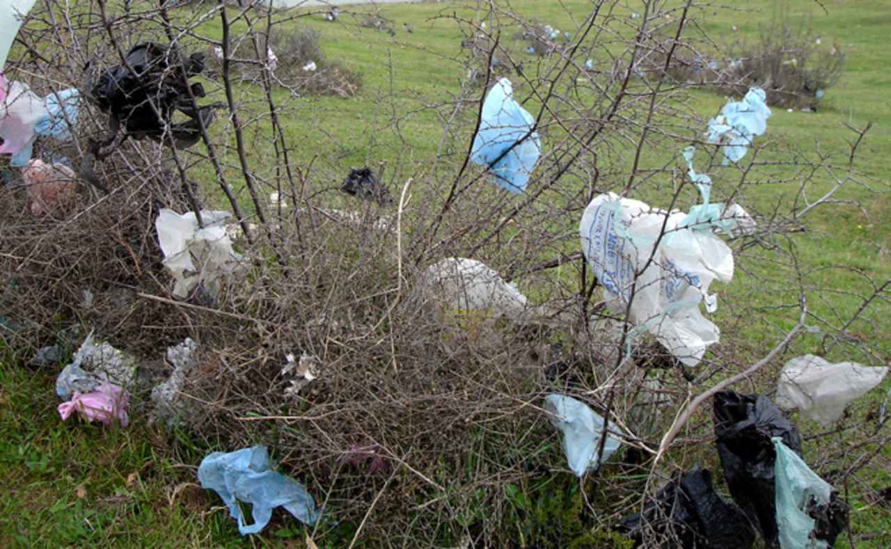 plastic bag litter.jpg