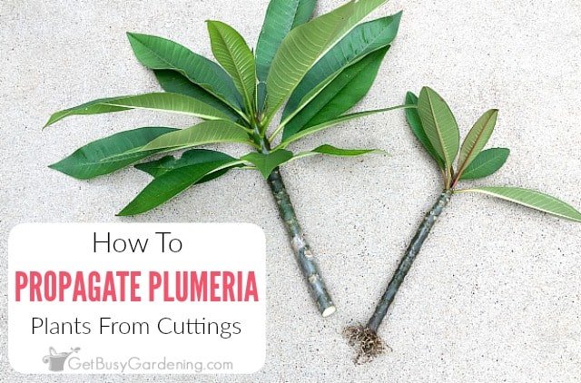 plumeria-propagation.jpg