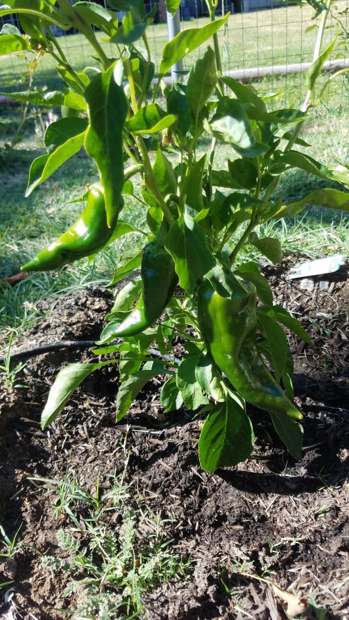 Poblano.jpg