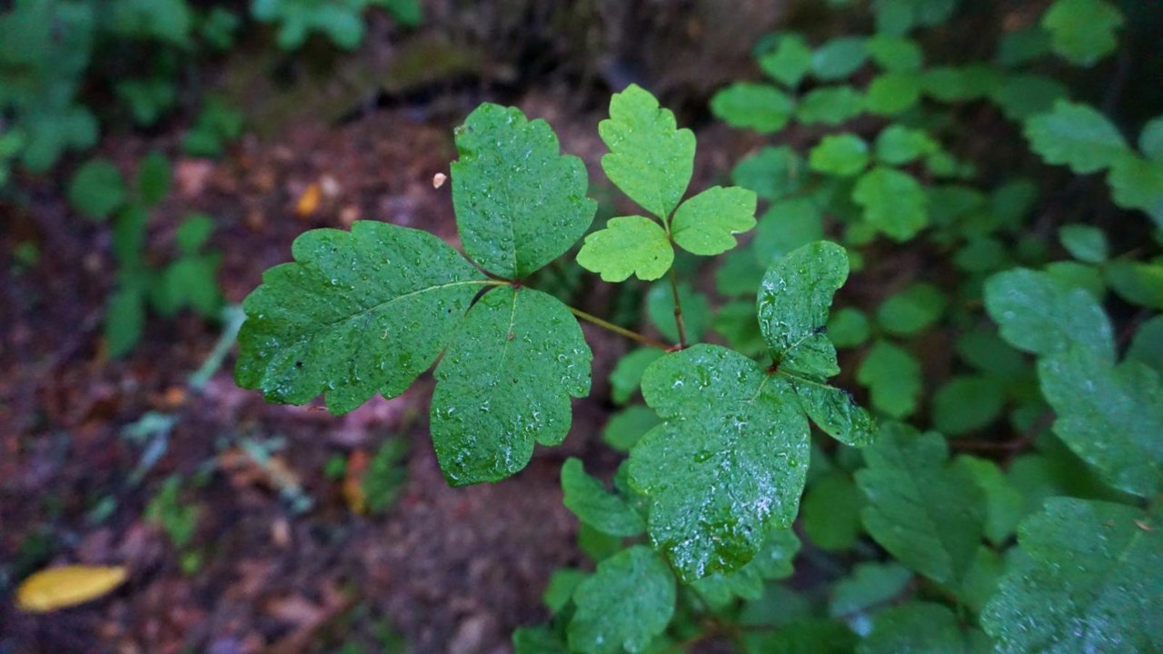 Poison Oak - smugmug.jpg