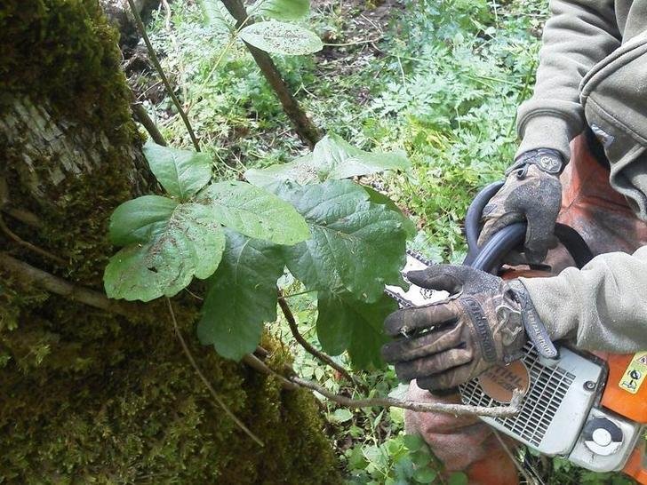 poisonoak.jpg