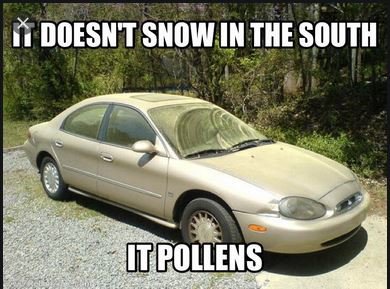 pollon.jpg